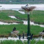 CHINA-HEILONGJIANG-AVES MIGRATORIAS-POLLUELOS