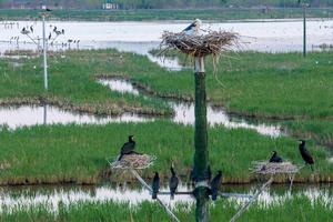 CHINA-HEILONGJIANG-AVES MIGRATORIAS-POLLUELOS
