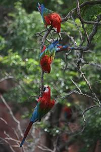 BRASIL-MATO GROSSO DO SUL-FAUNA