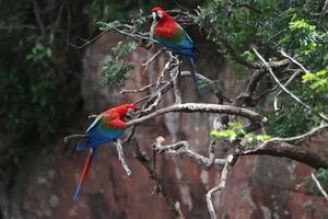 BRASIL-MATO GROSSO DO SUL-FAUNA