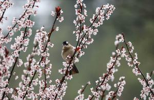 CHINA-PRIMAVERA-PAISAJE