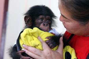 TAILANDIA-SAMUT PRAKAN-ZOOLOGICO-CHIMPANCE BEBE