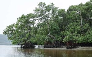 BRASIL-PARANA-PROYECTO DE CONSERVACION DE LA BIODIVERSIDAD