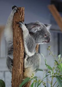 AUSTRALIA-BRISBANE-SANTUARIO DE KOALAS LONE PINE