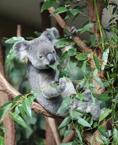 AUSTRALIA-BRISBANE-SANTUARIO DE KOALAS LONE PINE