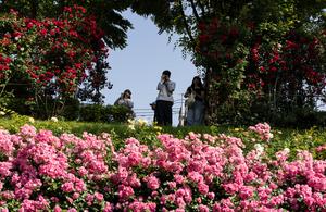 REPUBLICA DE COREA-SEUL-FESTIVAL DE LAS ROSAS