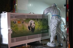 CHINA-SICHUAN-CHENGDU-PAREJA DE PANDAS-PARTIDA