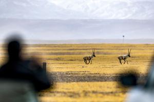 CHINA-XIZANG-RESERVA NATURAL NACIONAL DE CHANGTANG-OFICIALES DE CONSERVACION DE LA FAUNA SILVESTRE