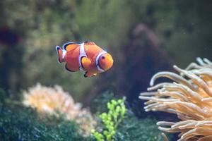 CHINA-HAINAN-SANYA-BIODIVERSIDAD MARINA
