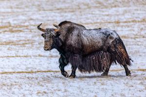 CHINA-XIZANG-RESERVA NATURAL NACIONAL DE CHANGTANG-OFICIALES DE CONSERVACION DE LA FAUNA SILVESTRE
