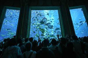 CHINA-HAINAN-SANYA-BIODIVERSIDAD MARINA