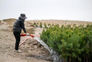 CHINA-MONGOLIA INTERIOR-HORQIN-CONTROL DE ARENA