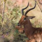 SUDAFRICA-GAUTENG-RESERVA DE CAZA DINOKENG-DIVERSIDAD BIOLOGICA