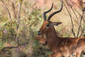 SUDAFRICA-GAUTENG-RESERVA DE CAZA DINOKENG-DIVERSIDAD BIOLOGICA