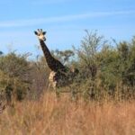 SUDAFRICA-GAUTENG-RESERVA DE CAZA DINOKENG-DIVERSIDAD BIOLOGICA