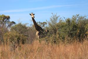 SUDAFRICA-GAUTENG-RESERVA DE CAZA DINOKENG-DIVERSIDAD BIOLOGICA