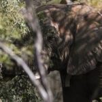 SUDAFRICA-GAUTENG-RESERVA DE CAZA DINOKENG-DIVERSIDAD BIOLOGICA