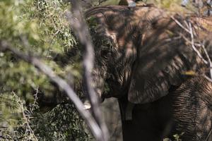 SUDAFRICA-GAUTENG-RESERVA DE CAZA DINOKENG-DIVERSIDAD BIOLOGICA