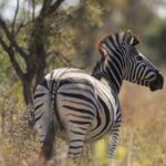 SUDAFRICA-GAUTENG-RESERVA DE CAZA DINOKENG-DIVERSIDAD BIOLOGICA
