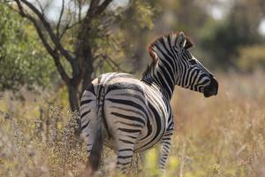 SUDAFRICA-GAUTENG-RESERVA DE CAZA DINOKENG-DIVERSIDAD BIOLOGICA