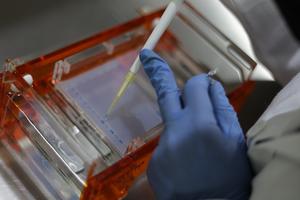 MEXICO-CIUDAD DE MEXICO-BANCO GENETICO