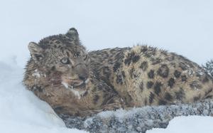 CHINA-SICHUAN-ABA-LEOPARDO DE LAS NIEVES