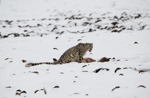CHINA-SICHUAN-ABA-LEOPARDO DE LAS NIEVES