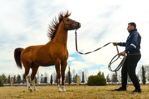AZERBAIYAN-AGHJABADI-CABALLO DE KARABAJ-BASE DE CRIA Y ENTRENAMIENTO