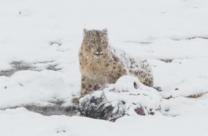 CHINA-SICHUAN-ABA-LEOPARDO DE LAS NIEVES