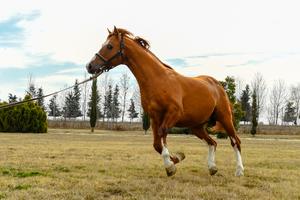 AZERBAIYAN-AGHJABADI-CABALLO DE KARABAJ-BASE DE CRIA Y ENTRENAMIENTO