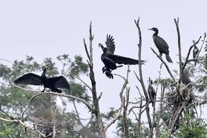 CHINA-BEIJING-BIODIVERSIDAD