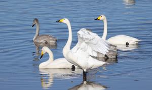 CHINA-BEIJING-BIODIVERSIDAD