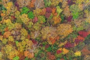 CHINA-HEILONGJIANG-OTOÑO-PAISAJE