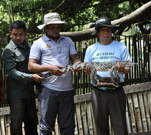 CAMBOYA-MONDULKIRI-COCODRILOS SIAMESES-LIBERACION
