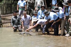 CAMBOYA-MONDULKIRI-COCODRILOS SIAMESES-LIBERACION