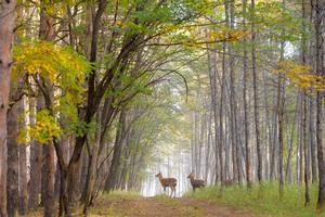 CHINA-HEILONGJIANG-CIERVOS SIKA