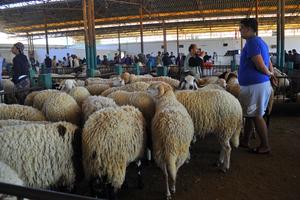 TUNEZ-TUNEZ-EID AL-ADHA-MERCADO DE GANADO