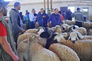 TUNEZ-TUNEZ-EID AL-ADHA-MERCADO DE GANADO