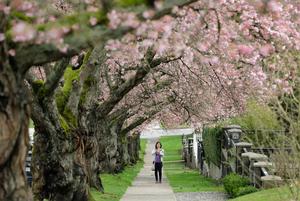 CANADA-VANCOUVER-FLORES DE CEREZO