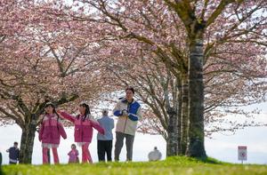 CANADA-VANCOUVER-FLORES DE CEREZO