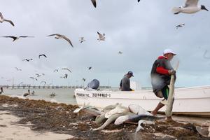 MEXICO-YUCATAN-PROYECTO CIENTIFICO