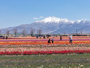 TURQUIA-KARAMAN-TULIPANES EN FLOR
