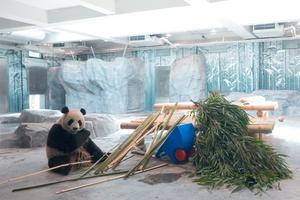 CHINA-BEIJING-ZOOLOGICO-NUEVA INSTALACION PARA PANDAS GIGANTES-APERTURA