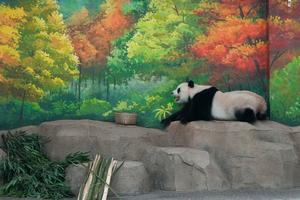 CHINA-BEIJING-ZOOLOGICO-NUEVA INSTALACION PARA PANDAS GIGANTES-APERTURA