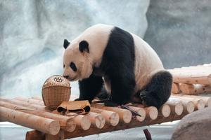CHINA-BEIJING-ZOOLOGICO-NUEVA INSTALACION PARA PANDAS GIGANTES-APERTURA