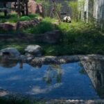 CHINA-BEIJING-ZOOLOGICO-NUEVA INSTALACION PARA PANDAS GIGANTES-APERTURA
