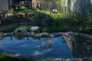 CHINA-BEIJING-ZOOLOGICO-NUEVA INSTALACION PARA PANDAS GIGANTES-APERTURA
