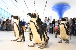 KUWAIT-GOBERNACION DE HAWALLI-PASEO CON PINGÜINOS