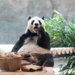 CHINA-BEIJING-ZOOLOGICO-NUEVA INSTALACION PARA PANDAS GIGANTES-APERTURA