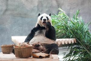 CHINA-BEIJING-ZOOLOGICO-NUEVA INSTALACION PARA PANDAS GIGANTES-APERTURA